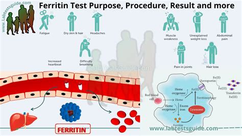 Ferritin Test: What It Is, Purpose, Procedure & Results